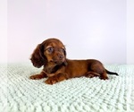 Small #2 Dachshund