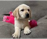 Small Photo #1 Labrador Retriever Puppy For Sale in Denton, TX, USA