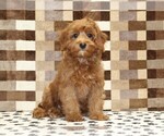 Image preview for Ad Listing. Nickname: Stella