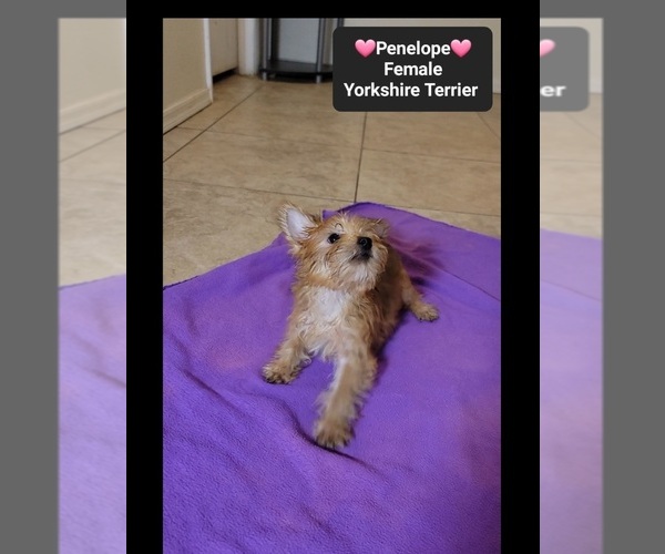 Medium Photo #2 Yorkshire Terrier Puppy For Sale in TUCSON, AZ, USA