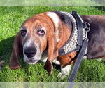 Small #1 Basset Hound
