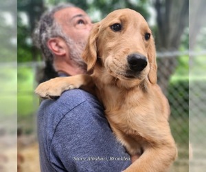 Golden Retriever Puppy for sale in BATH, NY, USA