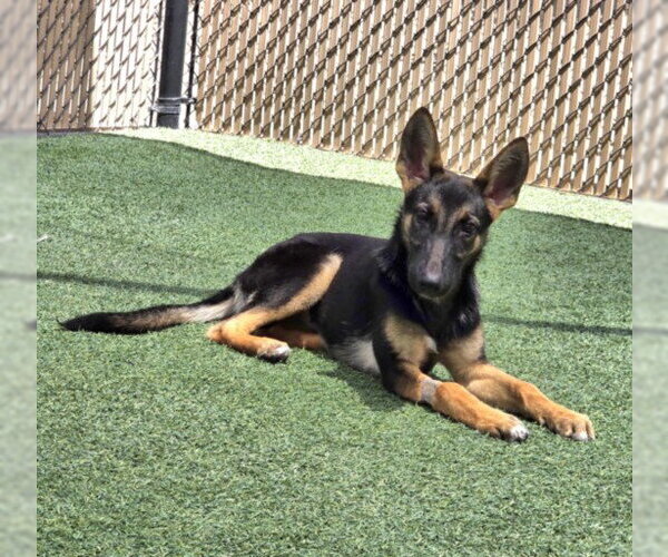 Medium Photo #3 German Shepherd Dog Puppy For Sale in Norco, CA, USA