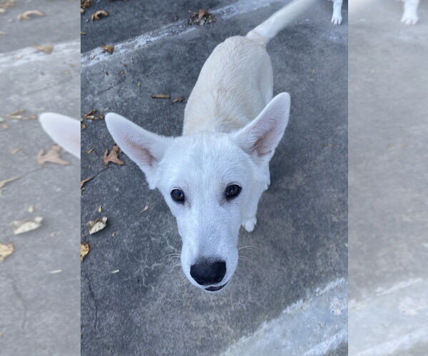 Medium Photo #3 Siberian Husky-Unknown Mix Puppy For Sale in Elmsford, NY, USA