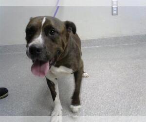 American Pit Bull Terrier Dogs for adoption in Pasadena, TX, USA