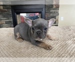 Small Photo #9 French Bulldog Puppy For Sale in HILTON, NY, USA
