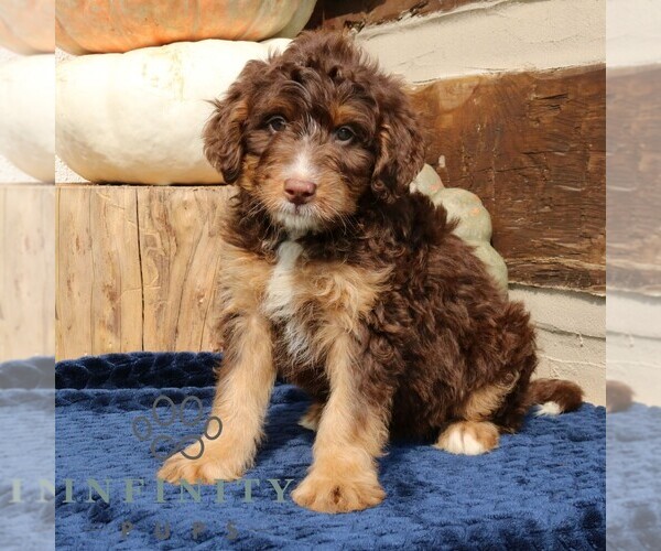 Medium Photo #1 Bernedoodle (Miniature) Puppy For Sale in NARVON, PA, USA