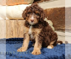 Medium Bernedoodle (Miniature)
