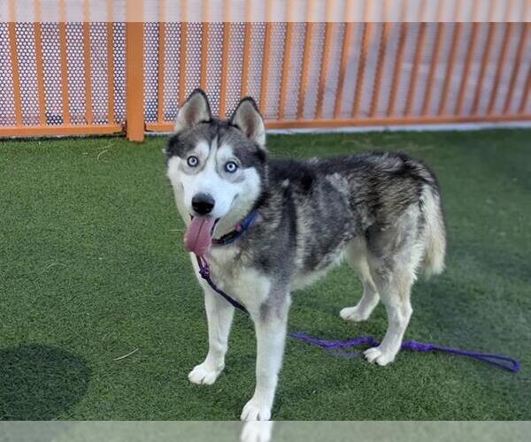 Medium Photo #1 Siberian Husky-Unknown Mix Puppy For Sale in Las Vegas, NV, USA