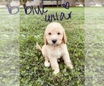 Small Photo #62 Goldendoodle Puppy For Sale in WEST PLAINS, MO, USA
