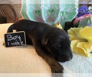 German Shepherd Dog Puppy for sale in SEAGROVE, NC, USA