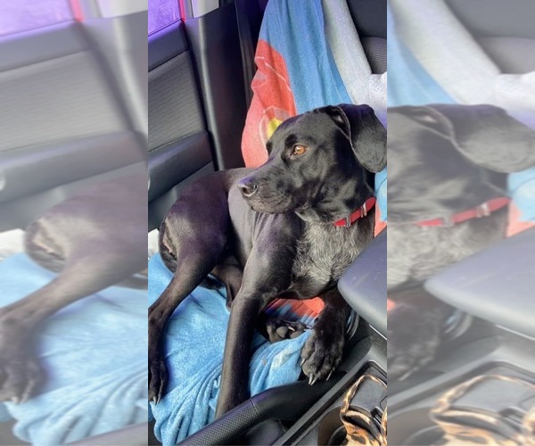 Medium Photo #20 Treeing Walker Coonhound Puppy For Sale in ZANESVILLE, OH, USA