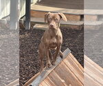 Small #1 Dachshund Mix