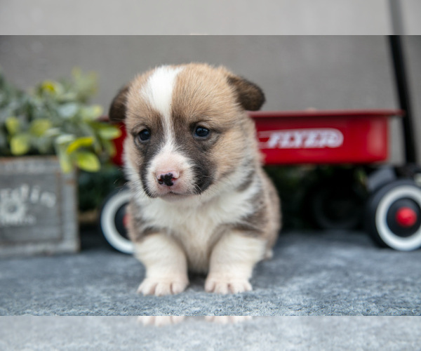 Medium Photo #3 Pembroke Welsh Corgi Puppy For Sale in CHRISTIANA, PA, USA