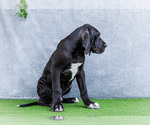 Small #6 Great Dane
