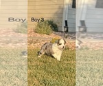 Puppy Puppy 3 Miniature Australian Shepherd