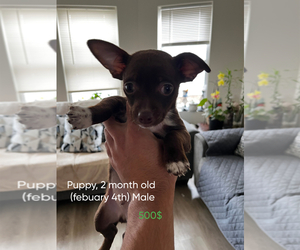 Chihuahua Puppy for sale in WEST HARTFORD, CT, USA