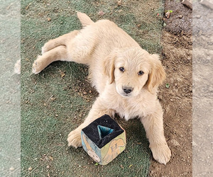 Golden Retriever Puppy for sale in DEWEY, AZ, USA