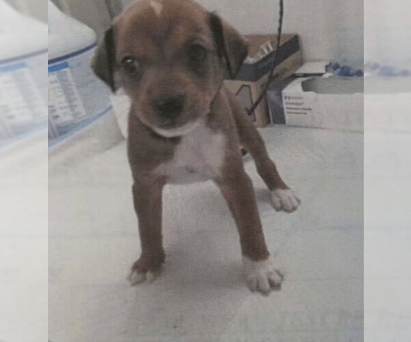 Medium Photo #3 Chihuahua-Unknown Mix Puppy For Sale in The Woodlands, TX, USA