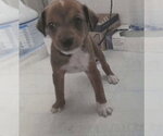 Small #2 Chihuahua Mix