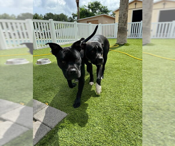 Medium Photo #8 American Bulldog-Unknown Mix Puppy For Sale in Sanford, FL, USA