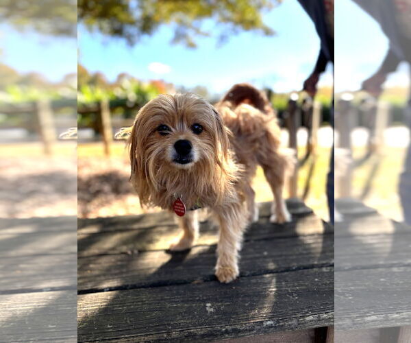 Medium Photo #10 Mutt Puppy For Sale in Arlington, VA, USA