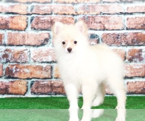 Pomeranian Puppy for sale in BEL AIR, MD, USA