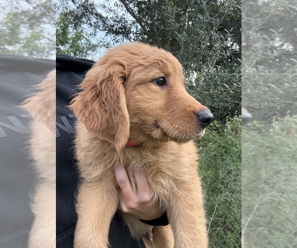 Medium Photo #12 Golden Retriever Puppy For Sale in LAKELAND, FL, USA