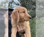Small #3 Golden Retriever