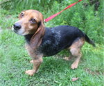 Small #13 Beagle