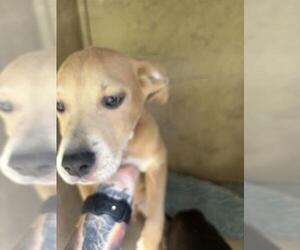 American Pit Bull Terrier-Unknown Mix Dogs for adoption in Oklahoma City, OK, USA