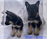 Small Photo #5 German Shepherd Dog Puppy For Sale in KINGWOOD, TX, USA