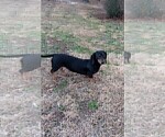 Small Photo #1 Dachshund Puppy For Sale in COTTONDALE, FL, USA
