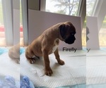 Small Photo #45 Boxer Puppy For Sale in EUREKA, IL, USA