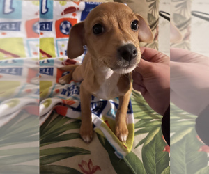 Basenji-Chihuahua Mix Puppy for sale in RAYMOND, IL, USA