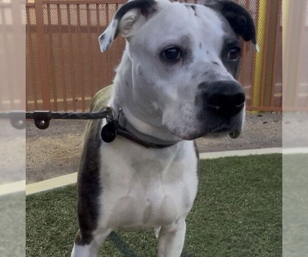 Medium Photo #2 Mutt Puppy For Sale in Las Vegas, NV, USA