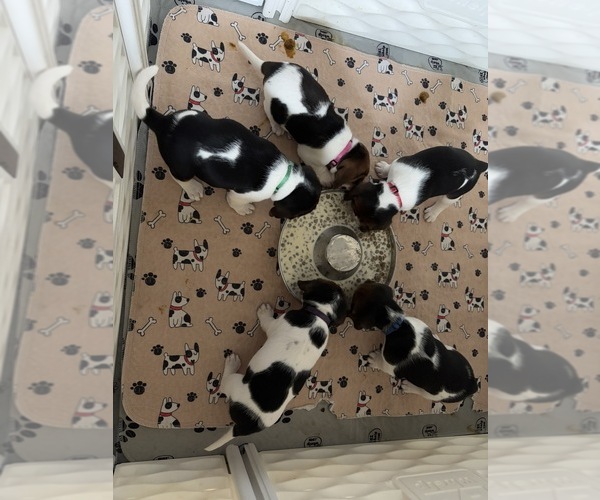 Medium Photo #6 Beagle Puppy For Sale in BROWNSVILLE, OR, USA