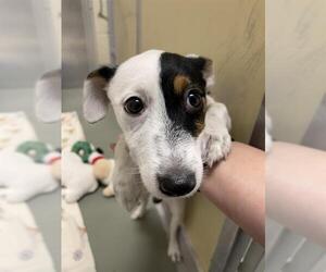 Mutt Dogs for adoption in Santa Cruz, CA, USA