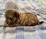 Small Photo #2 Morkie Puppy For Sale in ATHENS, AL, USA