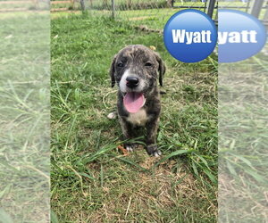 Mutt Dogs for adoption in Wenonah, NJ, USA