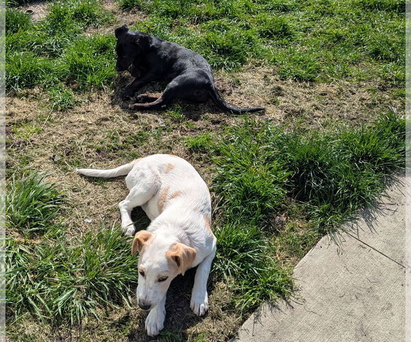Medium Photo #9 Labrador Retriever-Unknown Mix Puppy For Sale in Doylestown, PA, USA