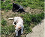 Small #8 Labrador Retriever Mix