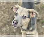 Small #1 Blue Lacy Mix