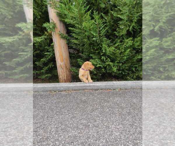 Medium Photo #8 Golden Retriever Puppy For Sale in KNOXVILLE, TN, USA