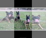 Small Photo #7 Belgian Malinois Puppy For Sale in BAKERSFIELD, CA, USA