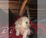 Small Photo #2 Poodle (Standard) Puppy For Sale in BEVERLY, OH, USA