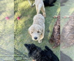 Goldendoodle Puppy for sale in COFFEYVILLE, KS, USA