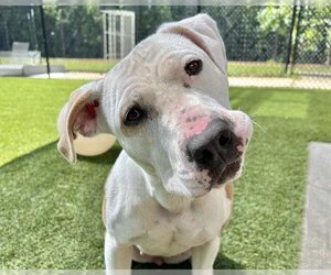 American Pit Bull Terrier-Unknown Mix Dogs for adoption in Raleigh, NC, USA