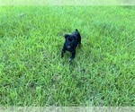 Small #4 Cane Corso