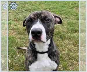 Staffordshire Bull Terrier Dogs for adoption in Sugar Land, TX, USA
